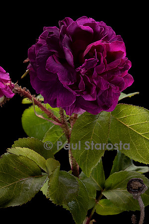 Rosa X centifolia muscosa ‘William Lobb’