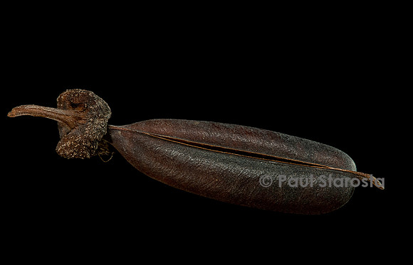 Crotalaria retusa (cascavelle jaune, pois-zombi, tcha-tcha) - fruit