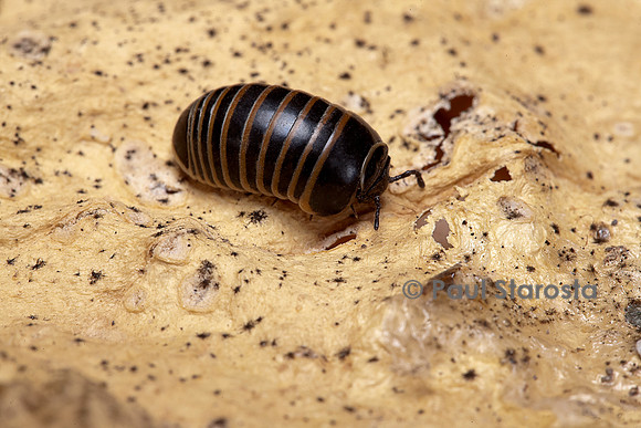 Glomeris marginata (gloméris marginé)