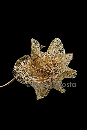 Nicandra physalodes (faux-coqueret) - fruit