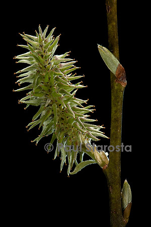 Salix caprea (saule marsault) - chaton femelle