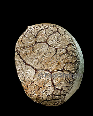 Pangium edule