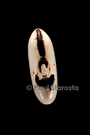 Phaseolus vulgaris (haricot) Tsaro Maso