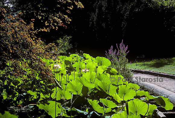 Jardin des plantes de Montpellier - bassin aux lotus