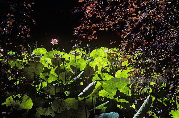 Jardin des plantes de Montpellier - bassin aux lotus