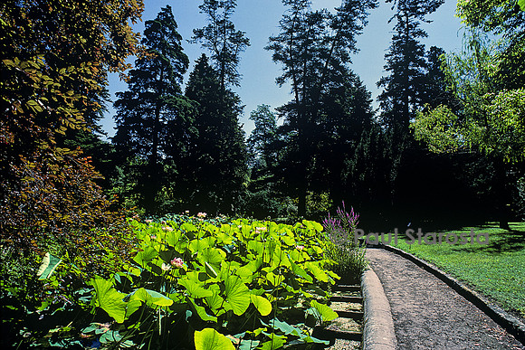 Jardin des plantes de Montpellier - bassin aux lotus