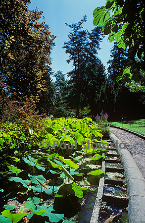 Jardin des plantes de Montpellier - bassin aux lotus