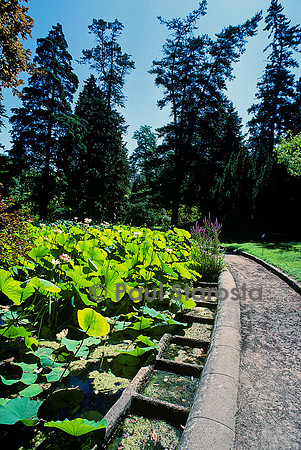 Jardin des plantes de Montpellier - bassin aux lotus