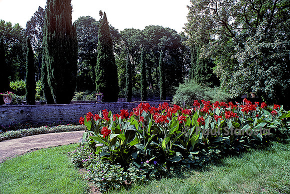 Jardin des plantes de Montpellier - Cannas en fleur