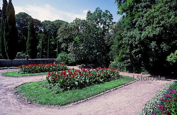 Jardin des plantes de Montpellier - Cannas en fleur