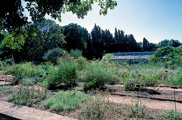 Jardin des plantes de Montpellier - École de botanique et serres