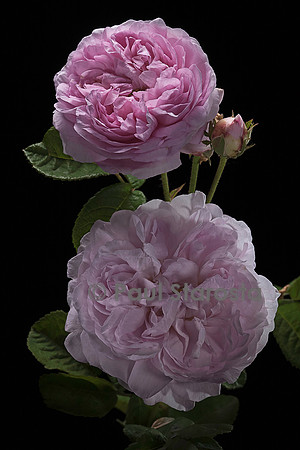 Rosa gallica ‘De Schelfhout’