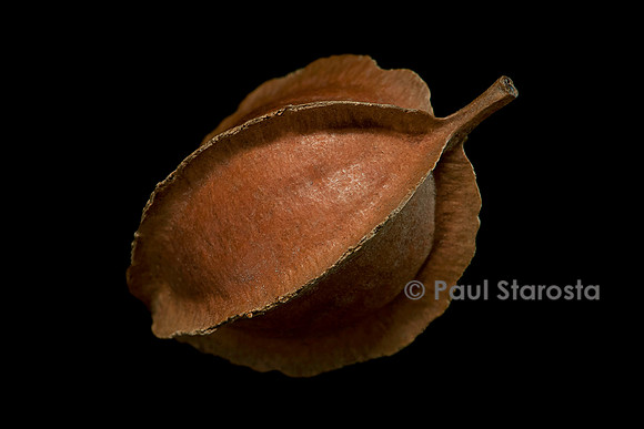 Combretum obscurum (voatamenaka) - fruit