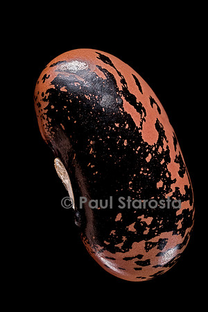 Phaseolus coccineus (haricot d'Espagne) tigré