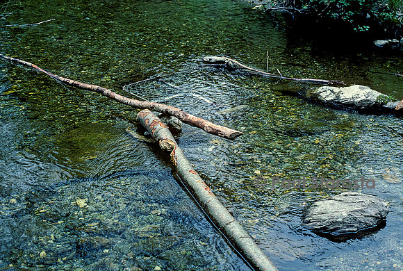 Piège à castor