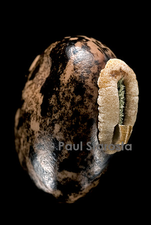 Mucuna sloanei (œil de bœuf)
