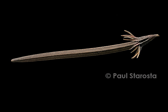 Bruguiera gymnorhiza (palétuvier noir) - fruit