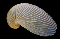 Argonauta nouryi (argonaute)