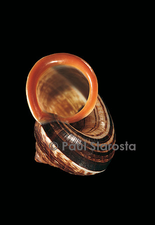 Calocochlia pyrostoma