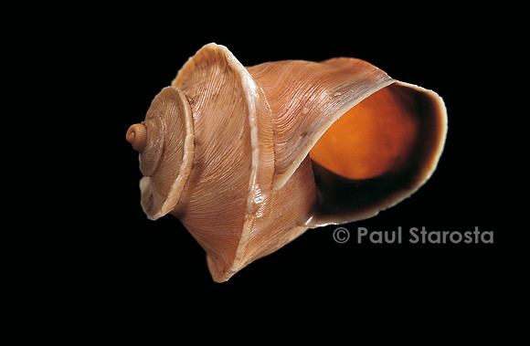 Bostryx weyrauchi