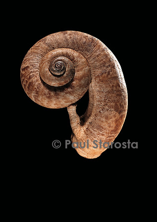 Rhiostoma housei