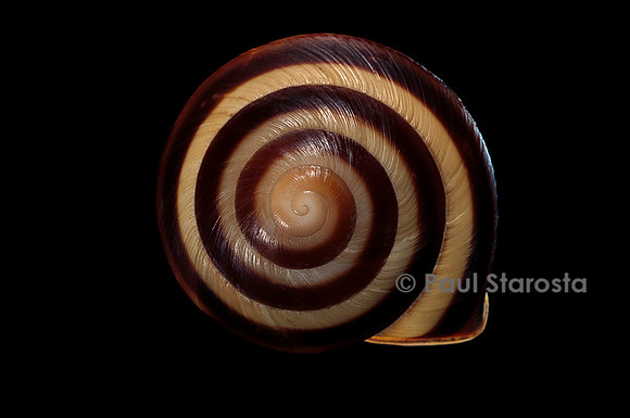 Orthalicus undatus
