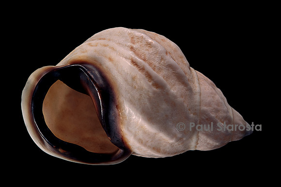 Auris bilabiata