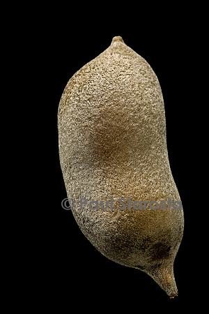 Sophora secundiflora (haricot mescal) - fruit