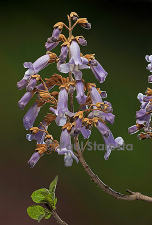 Paulownia tomentosa - fleurs