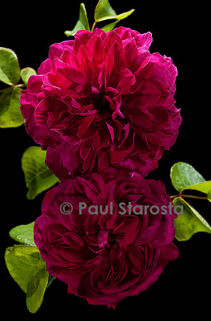 Rosa gallica ‘Montalembert’