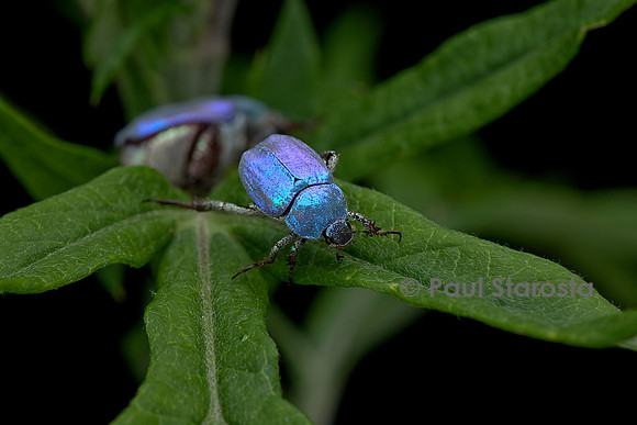 Hoplia coerulea (hoplie bleue) - mâle