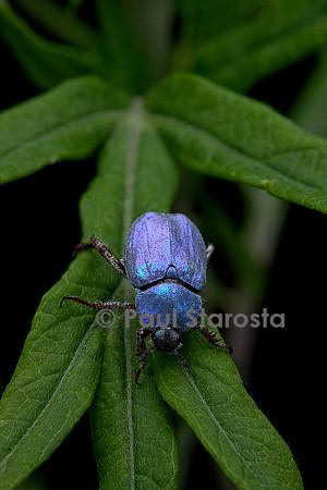 Hoplia coerulea (hoplie bleue) - mâle