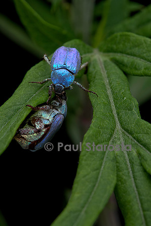Hoplia coerulea (hoplie bleue) - mâle