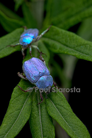 Hoplia coerulea (hoplie bleue) - mâle
