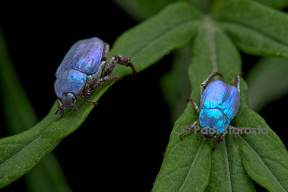 Hoplia coerulea (hoplie bleue) - mâle