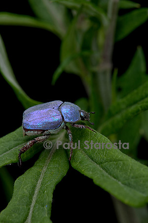 Hoplia coerulea (hoplie bleue) - mâle