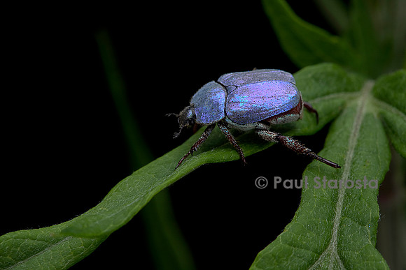 Hoplia coerulea (hoplie bleue) - mâle
