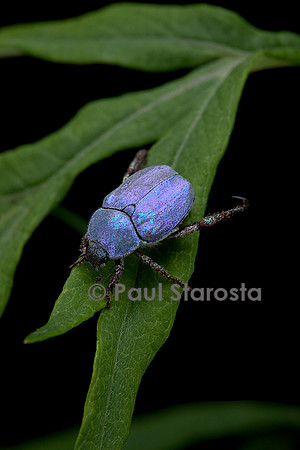 Hoplia coerulea (hoplie bleue) - mâle