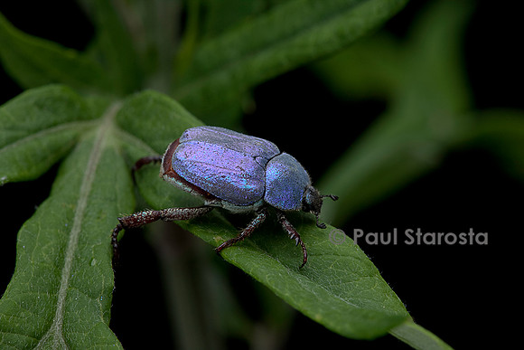 Hoplia coerulea (hoplie bleue) - mâle