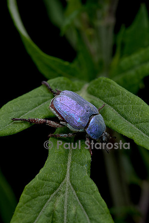 Hoplia coerulea (hoplie bleue) - mâle