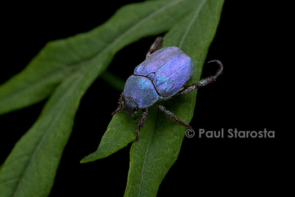 Hoplia coerulea (hoplie bleue) - mâle