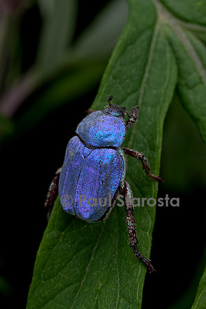 Hoplia coerulea (hoplie bleue) - mâle