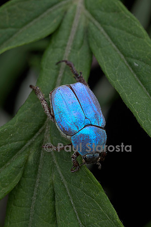 Hoplia coerulea (hoplie bleue) - mâle