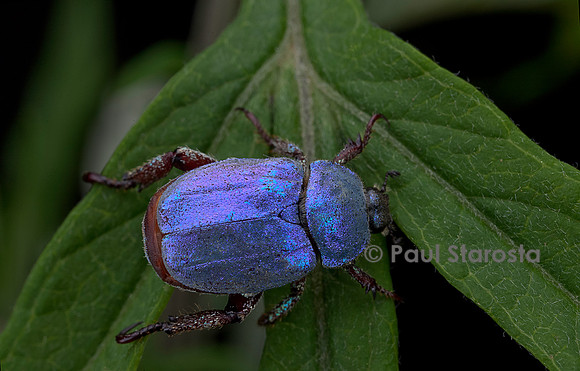 Hoplia coerulea (hoplie bleue) - mâle