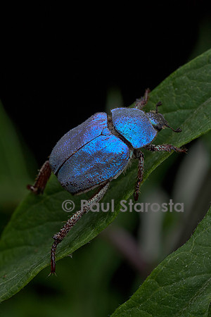 Hoplia coerulea (hoplie bleue) - mâle