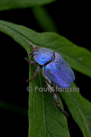 Hoplia coerulea (hoplie bleue) - mâle