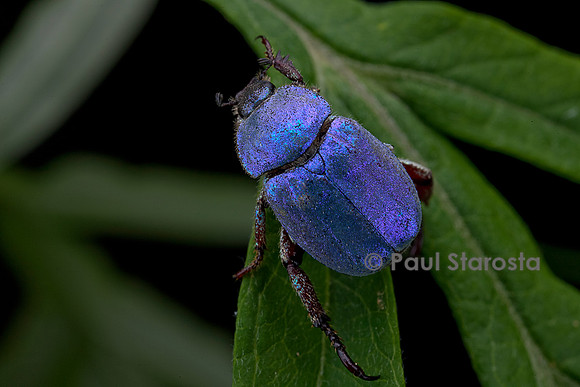 Hoplia coerulea (hoplie bleue) - mâle