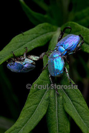 Hoplia coerulea (hoplie bleue) - mâle