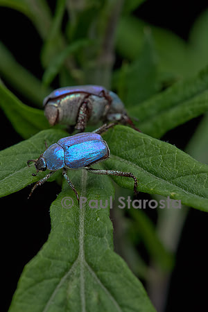 Hoplia coerulea (hoplie bleue) - mâle