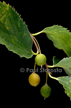 Celtis australis (micocoulier de Provence, micocoulier du Midi) - fruits
